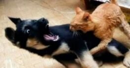 Recién casados quieren divorciarse… porque su perro y su gato no se llevan bien