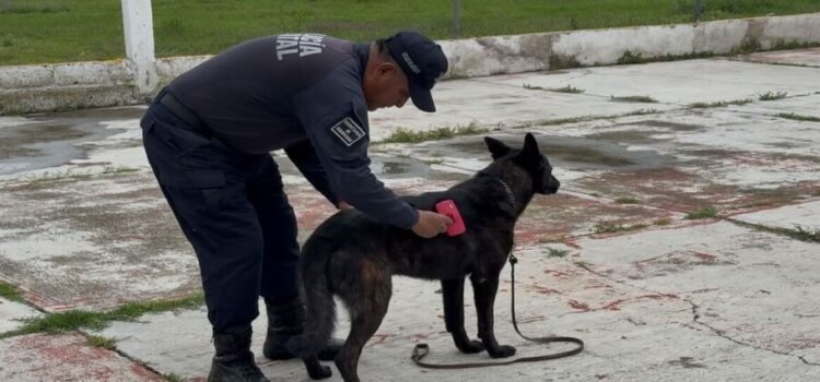 Capacitan a elementos caninos para detección de drogas y localización de personas en Edomex Capacitan a elementos caninos para detección de drogas y localización de personas en Edomex
