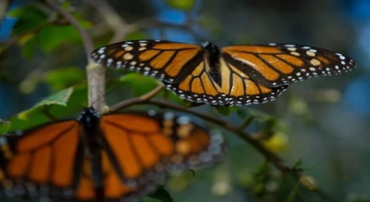 El gobierno de Edomex hace un llamado para preservar y defender el arribo de la mariposa monarca a Edomex Gobierno de Edomex hace un llamado para preservar y defender el arribo de la mariposa monarca