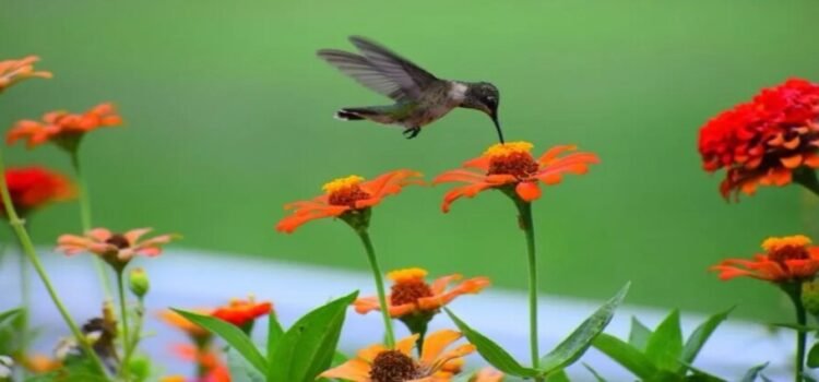 Crean primer Centro de Investigación para restaurar biodiversidad en Edomex