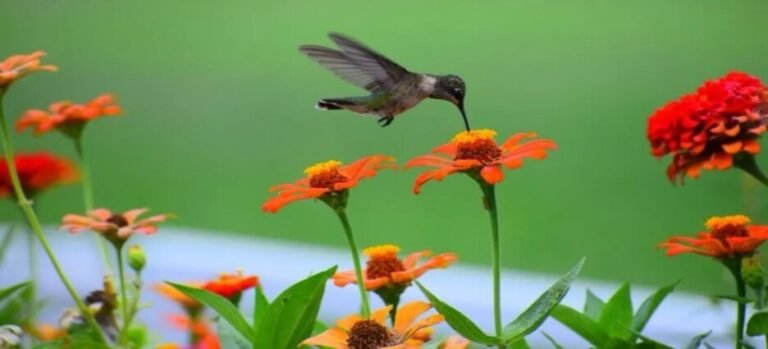 Crean primer Centro de Investigación para restaurar biodiversidad en Edomex