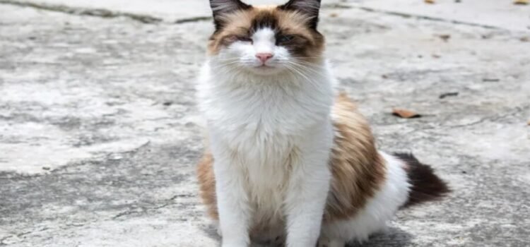 Carnicero victima a gatito en mercado de Ecatepec