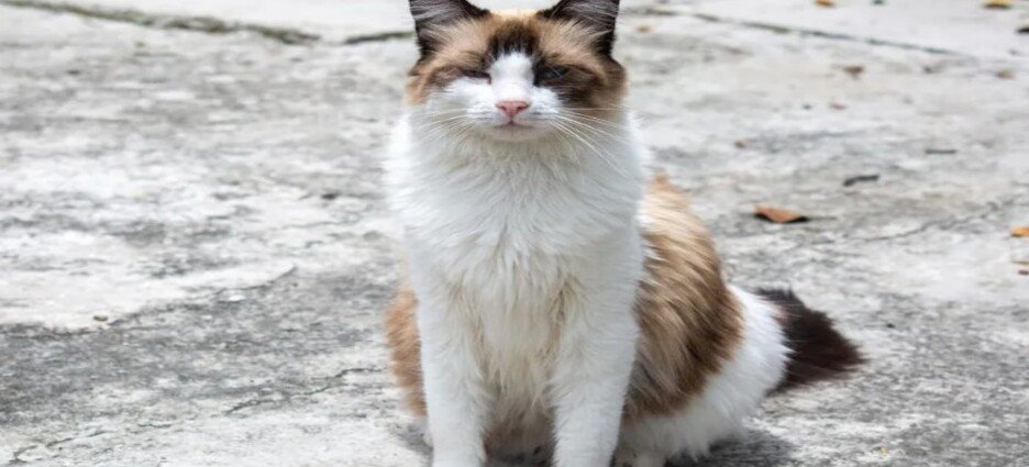 Carnicero victima a gatito en mercado de Ecatepec