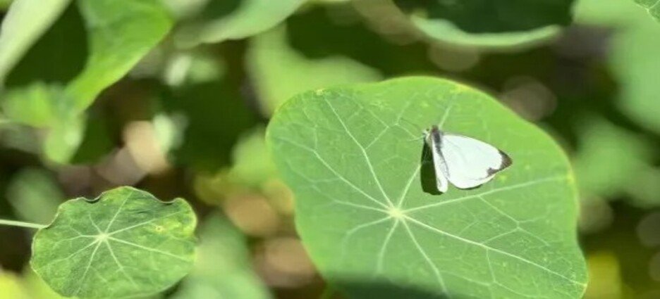Abren jardín de polinizadores en Ecatepec