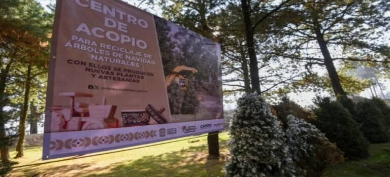 Instalarán centros de acopio de árboles de Navidad en Edomex