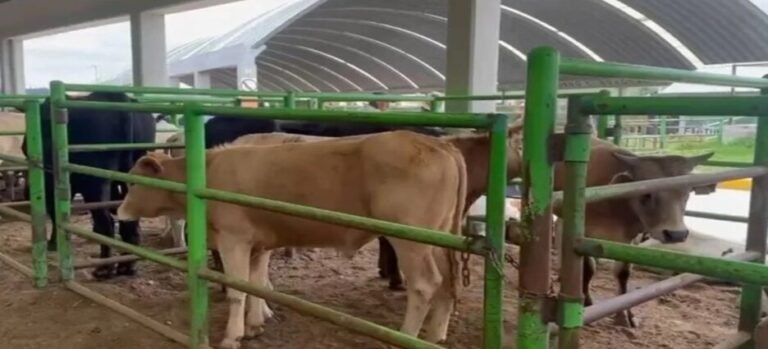 Destinan 10 MDP para combatir al gusano barrenador en ganado del Edomex