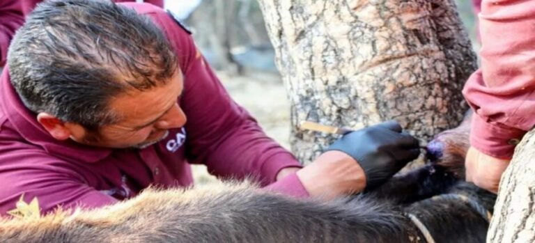 Edomex concentra en el Sur 59 casos activos de gusano barrenador en el Sur