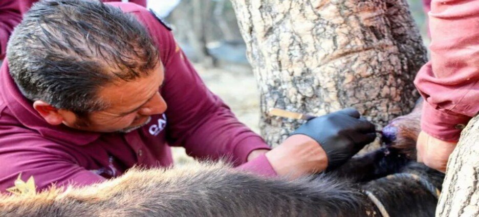 Edomex concentra en el Sur 59 casos activos de gusano barrenador en el Sur