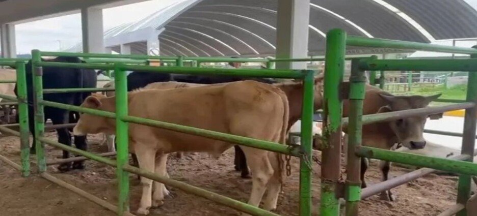 Se reportan 31 casos activos de gusano barrenador en Edomex