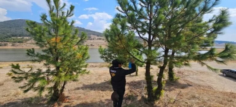 Autoridades establecen cerco sanitario por posible presencia del gusano barrenador al norte del Edomex