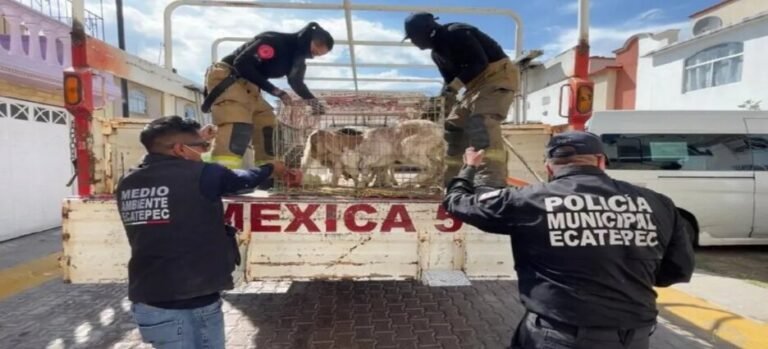 Rescatan a más de 700 animales hacinados en casa de Ecatepec