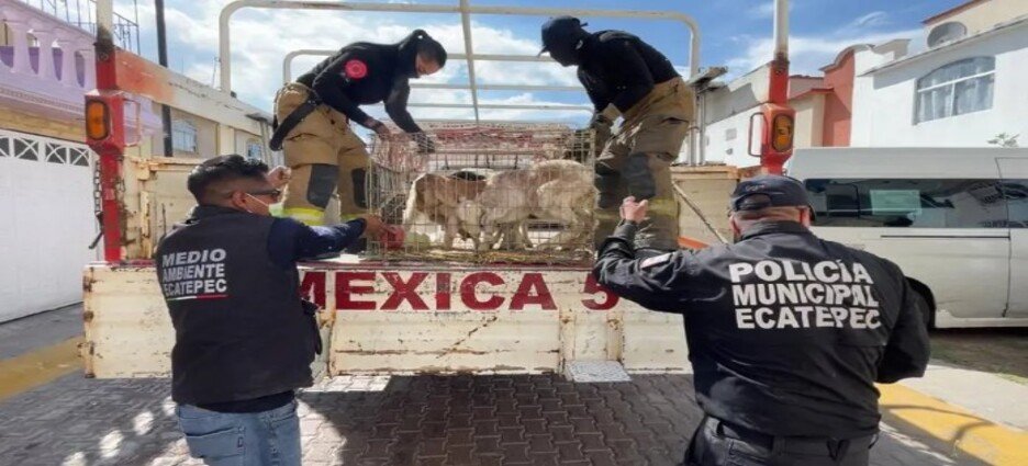 Rescatan a más de 700 animales hacinados en casa de Ecatepec